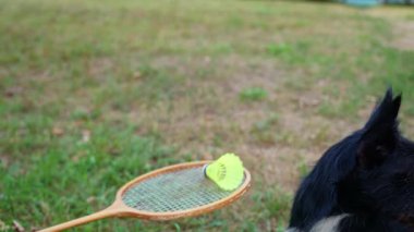 Sarı mekikle köpek oyunu yeşil çimlerin üzerinde yatar. Tüylü arkadaşlar eğlence ve temiz hava dışında. Sağlıklı yaşam tarzı doğal bağlantı sporu yaz aktiviteleri. Stres atma hobisi sağlık hizmetleri