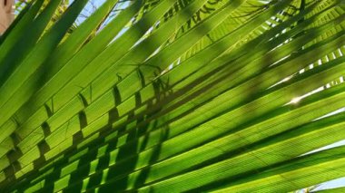 Palmiye yaprağını kapat. Sükunet, sakinlik, rahatlama ve refah. Soyut minimal tasarım arka plan dekor şablon modellemesi. Ekolojik tropikal egzotik bitki kavramı. Ilık güneş ışığı gölgeleri