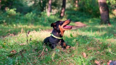 Avcı teriyeri, sahibine yazın açık havada oyun oynuyor. Oyuncu köpek yavrusu Jagdterrier parkta çiftleşme eğitimi alıyor. Cynolojist eğitim komutası LAY Down oyuncu bir tavırla. 