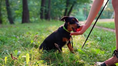 Tanınmayan hayvan terbiyecisi yazın dışarıda neşeli Alman köpeği Deutscher Jagdterrier 'e iyi davranıyor. Terrier 'i yaz boyunca çimlerin üzerinde evcil hayvan ilaveleriyle beslemek. Evcil hayvan insanlaştırma