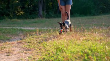 Ağzında top köpek oyuncağıyla dışarıda koşan mutlu köpek. Aktif evcil hayvan yazın dışarıda eğleniyor. Yeşil çayır yoldaşlığındaki yavru köpek. Hayvan sevgisi