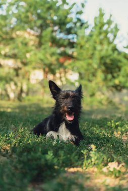 Güzel siyah köpek yaz mevsiminde açık yeşil çimlerde uzanıyor. Genç bir evcil hayvanın inanılmaz portresi. Kürklü arkadaş reklam için kopyalama alanı. Bakıcı hayvan bakımı