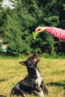 Bir kadın evcil hayvanıyla yeşil çimlerde badminton pipisi oynayarak iyi vakit geçiriyor. Tatil ve yaz tatili dışında. Sağlıklı yaşam tarzı doğal bağlantı sporu yaz aktiviteleri. Stres