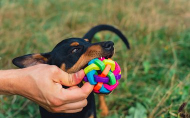 Avcı teriyeri, sahibine yazın açık havada oyun oynuyor. Oyuncu köpek yavrusu Jagdterrier parkta çiftleşme eğitimi alıyor. Sahibi tarafından oyuncaklarla oyuncaklarla eğitilmiş bir Cynolojist.. 