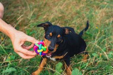 Ağzında top köpek oyuncağıyla dışarıda koşan mutlu köpek. Aktif evcil hayvan yazın dışarıda eğleniyor. Yeşil çayır yoldaşlığındaki yavru köpek. Hayvan sevgisi