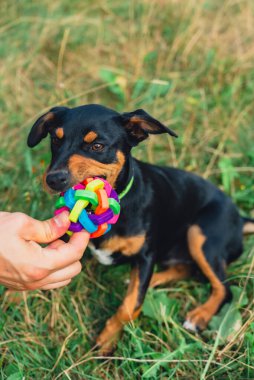 Deutscher Jagdterrier köpeği dışarıda topla oynuyor. Teriyer yaz boyunca çimlerin üzerinde renkli oyuncaklarla oynuyor. Evcil hayvan bakımı
