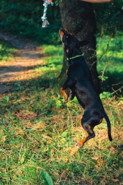 Ağzında oyuncakla dışarı atlayan mutlu köpek. Aktif evcil hayvan yazın dışarıda eğleniyor. Yeşil çayır yoldaşlığındaki yavru köpek. Hayvan sevgisi