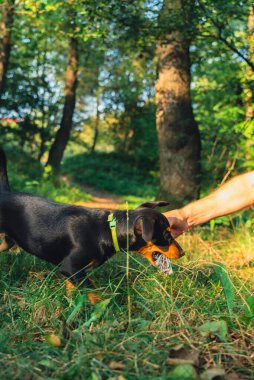Avcı teriyeri, sahibine yazın açık havada oyun oynuyor. Oyuncu köpek yavrusu Jagdterrier parkta çiftleşme eğitimi alıyor. Sahibi tarafından oyuncaklarla oyuncaklarla eğitilmiş bir Cynolojist.. 