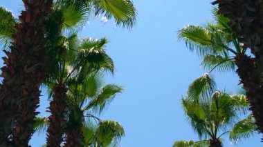 Palmiye yaprağını kapat. Sükunet, sakinlik, rahatlama ve refah. Soyut minimal tasarım arka plan dekor şablon modellemesi. Ekolojik tropikal egzotik bitki kavramı. Ilık güneş ışığı gölgeleri