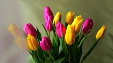 Pastel yeşil arka planda vazoda renkli laleler. Tebrik kartı için alanı kopyala. Tatil çiçekleri ilkbahar atmosferi