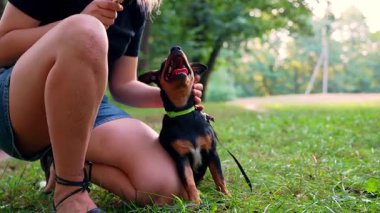 Avcı teriyeri sahibi ile oynuyor. Yaz aylarında evcil hayvan bakımını temizliyor. Oyuncu köpek yavrusu Jagdterrier parkta neşeli bir şekilde çiftleşme eğitimi alıyor.. 
