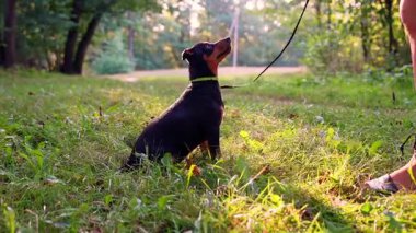 Tanınmayan hayvan terbiyecisi, yazın dışarıda neşeli Alman köpeği Deutscher Jagdterrier ile oynuyor. Terrier, yaz boyunca çimlerin üzerinde BARK komutasını yürütür. Evcil hayvan insanlaştırma