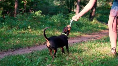 Sahibi olan kadınla oynayan mutlu bir köpek. Aktif evcil hayvan yazın dışarıda eğleniyor. Yeşil çayır yoldaşlığındaki yavru köpek. Hayvan sevgisi