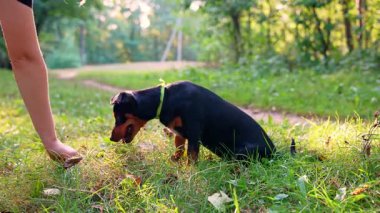 Köpek eğitimli hayvanlar idareci emirlerini yerine getirirler. Avcı teriyeri, sahibine yazın açık havada oyun oynuyor. Oyuncu köpek yavrusu Jagdterrier parkta çiftleşme eğitimi alıyor. Cynolojist eğitim komutanı LAY Down in