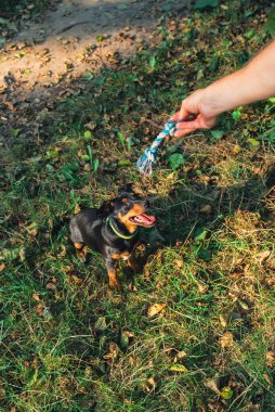 Avcı teriyeri, sahibine yazın açık havada oyun oynuyor. Oyuncu köpek yavrusu Jagdterrier parkta çiftleşme eğitimi alıyor. Sahibi tarafından oyuncaklarla oyuncaklarla eğitilmiş bir Cynolojist.. 
