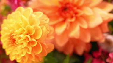 Sonbahar portakal kırmızısı kasımpatı ve mor yıldız çiçeği ortancaları seçici odak Bush 'u. Sonbahar bahçesi çiçek buketi arka planı. Çiçek açan Şükran Günü düzenleme sepeti