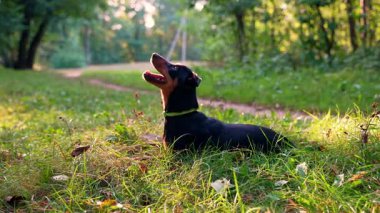 Tanınmayan hayvan terbiyecisi, yazın dışarıda neşeli Alman köpeği Deutscher Jagdterrier ile oynuyor. Terrier, yaz boyunca çim çimlerin üzerinde komutayı yerine getirir. Evcil hayvan insanlaştırma