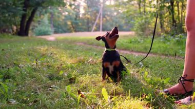 Mutlu Köpek Eğitimi Kumandanı BARK sahibiyle oynuyor. Aktif evcil hayvan yazın dışarıda eğleniyor. Yeşil çayır yoldaşlığındaki yavru köpek. Profesyonel oyun parkında evcil hayvan sevgisi aktif öğretim