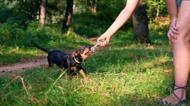 Köpek eğitimli hayvanlar farklı idarecilerin emirlerini yerine getirirler. Avcı teriyeri, sahibine yazın açık havada oyun oynuyor. Oyuncu köpek yavrusu Jagdterrier parkta çiftleşme eğitimi alıyor. Cynolojist eğitimli komuta