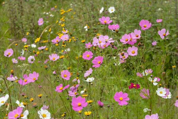 Green Field Full Multicolored Mirasol Cosmos Bipinnatus Flowers — Stock Photo, Image