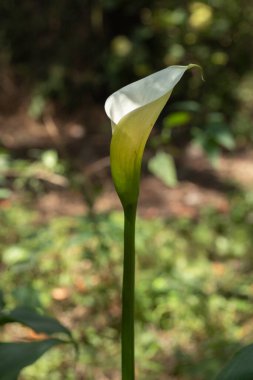 Bir Calla Lily 'nin dikey fotoğrafı ya da tarladaki sümsük çiçeğinin uzun sapı ve metin için odası