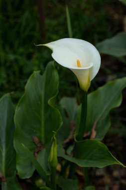 Bir Calla Lily 'nin dikey fotoğrafı ya da tarladaki sümsük çiçeğinin uzun sapı ve metin için odası