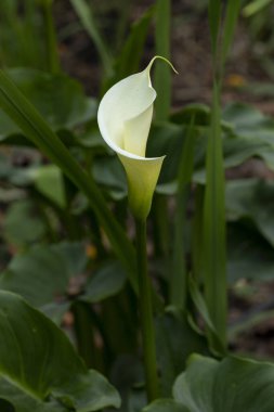 Bir Calla Lily 'nin dikey fotoğrafı ya da tarladaki sümsük çiçeğinin uzun sapı ve metin için odası