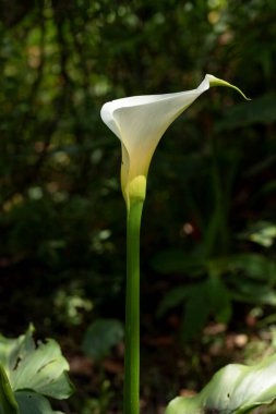 Bir Calla Lily 'nin dikey fotoğrafı ya da tarladaki sümsük çiçeğinin uzun sapı ve metin için odası