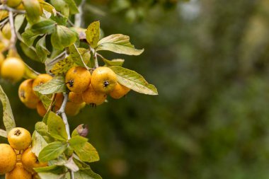 Tejocote en arbol, Meksika 'da kışın meyve kokteyli yapılırdı.