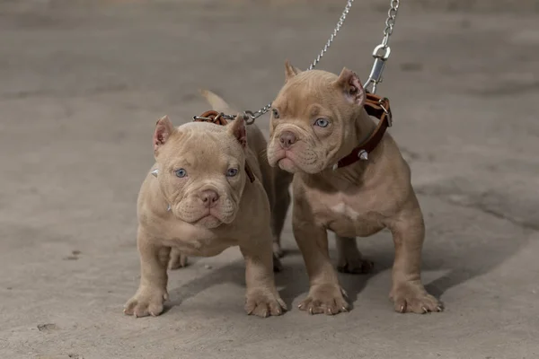 Two American Bully puppies with collars and chains, standing looking at the camera