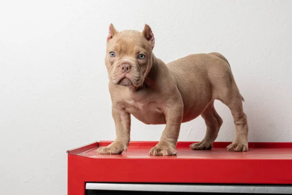american bully puppy dog standing looking at the camera