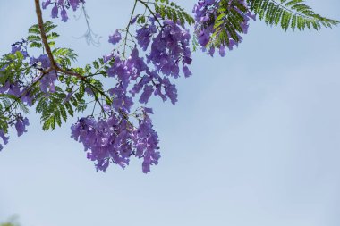 Arka planda mavi gökyüzü olan Jacaranda ağacının çiçekleri.