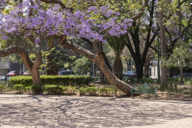 Mexico City 'de bir Jakaranda ağacının altında dinlenmek için bankta.