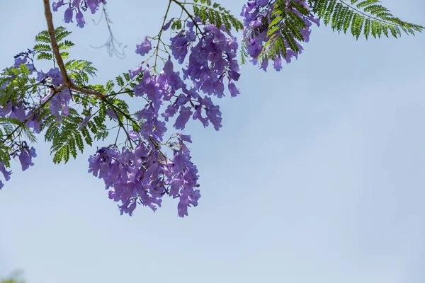 Arka Planda Mavi Gökyüzü Olan Jacaranda Ağacının Çiçekleri Telifsiz Stok Fotoğraflar