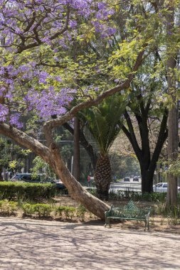 Parkta bir bankın dikey fotoğrafı ve yanında bir de Jacaranda ağacı var.