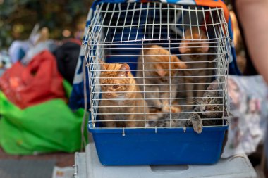 Kafesteki küçük kediler evlat edinilmeyi bekliyor