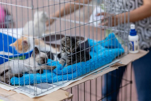 Some small cats inside the cage of the shelter, waiting for someone to adopt them