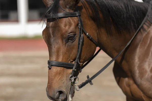 Chodzący Koń Nierozpoznawalną Młodą Jeźdźcem — Zdjęcie stockowe