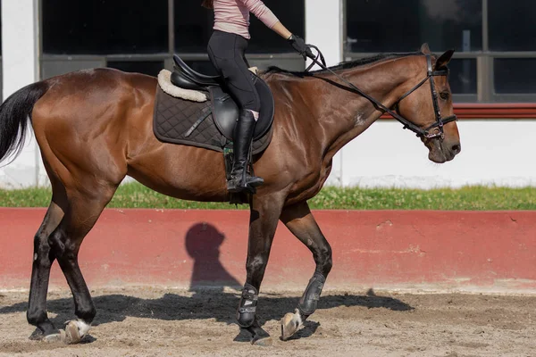 Chodící Kůň Nepoznatelnou Mladou Jezdkyní — Stock fotografie