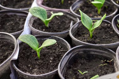 Toprağın arka planında plastik gözlüklü tohumlar. Genç filizler toprağa daha fazla ekmek için büyür.
