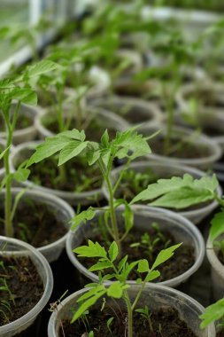 Toprağın arka planında plastik gözlüklü tohumlar. Genç filizler toprağa daha fazla ekmek için büyür.