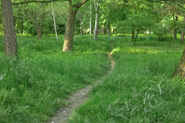 Toprak yol, yeşil orman yolu.
