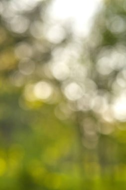 Bulanık yeşil yapraklar, bokeh etkisi