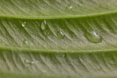 raindrops on fresh green leaves on a black background. Macro shot of water droplets on leaves. Waterdrop on green leaf after a rain.