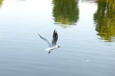 Chayka nehrin üzerinde uçuyor. Ağaçların yansıması