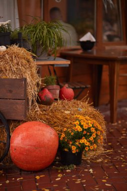 Samanın arka planında balkabağı, sonbahar kompozisyonu. Sıcak resim