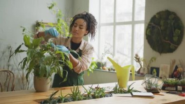 Woman gardener taking care about plant in flowerpot in floral studio. High quality 4k footage