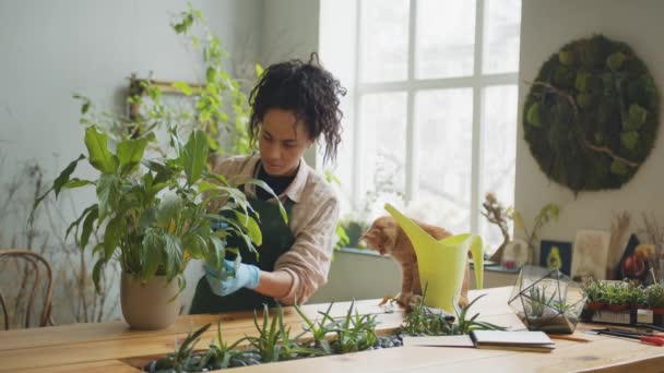 Vrouwelijke Tuinman Zorgt Voor Plant Bloempot Bloemenstudio Hoge Kwaliteit Beeldmateriaal Videoclip