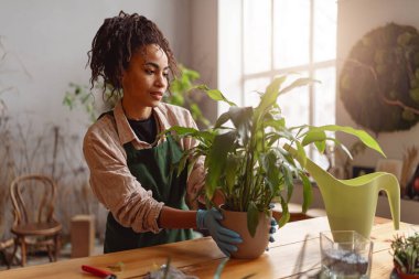 Woman gardener taking care about plant in flowerpot in floral studio. High quality photo