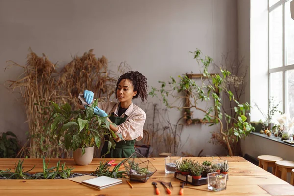 Wanita Tukang Kebun Merawat Tanaman Pot Bunga Studio Bunga Foto — Stok Foto